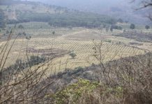 El daño que trajo deforestar el Sur de Jalisco