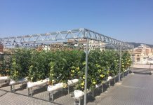 Mejores opciones para la agricultura urbana Cultivos urbanos